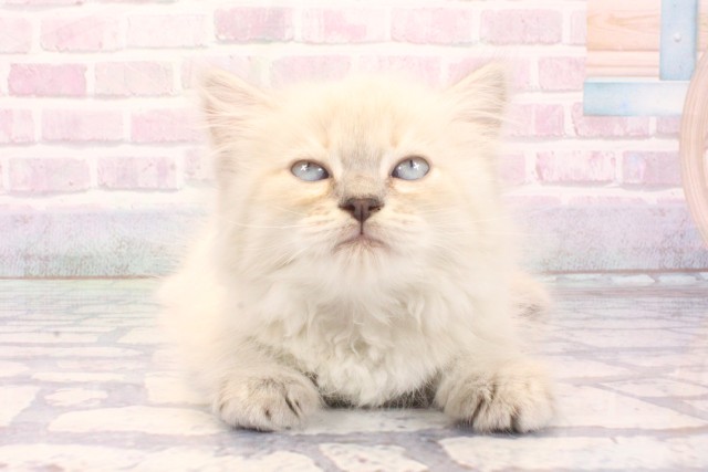 兵庫県のサイベリアン (Coo&RIKU神戸三宮店/2025年12月4日生まれ/女の子/ブルーリンクスポイント)の子猫の1枚目の画像