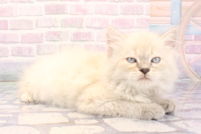 兵庫県のサイベリアン (Coo&RIKU神戸三宮店/2025年12月4日生まれ/女の子/ブルーリンクスポイント)の子猫の2枚目の画像