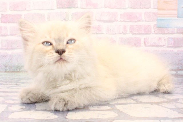 兵庫県のサイベリアン (Coo&RIKU神戸三宮店/2025年12月4日生まれ/女の子/ブルーリンクスポイント)の子猫の3枚目の画像