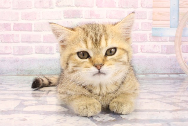 京都府のスコティッシュストレート (Coo&RIKU京都河原町店/2025年11月28日生まれ/女の子/ブラウンマッカレルタビー)の子猫の1枚目の画像