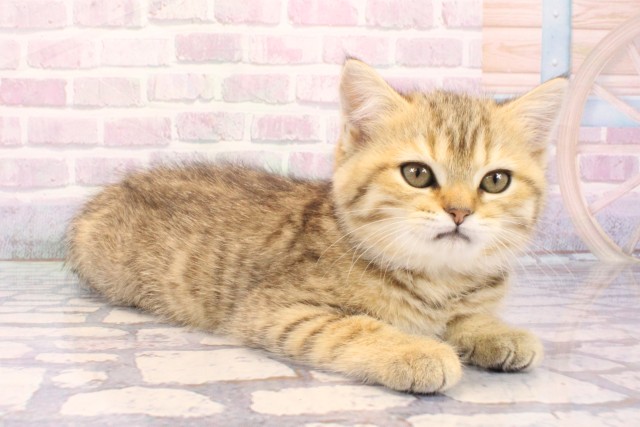 京都府のスコティッシュストレート (Coo&RIKU京都河原町店/2025年11月28日生まれ/女の子/ブラウンマッカレルタビー)の子猫の2枚目の画像