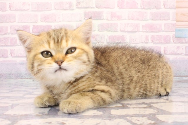 京都府のスコティッシュストレート (Coo&RIKU京都河原町店/2025年11月28日生まれ/女の子/ブラウンマッカレルタビー)の子猫の3枚目の画像