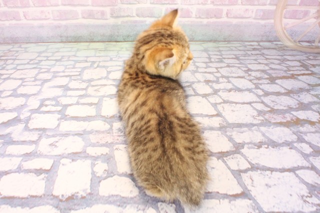 京都府のスコティッシュストレート (Coo&RIKU京都河原町店/2025年11月28日生まれ/女の子/ブラウンマッカレルタビー)の子猫の4枚目の画像