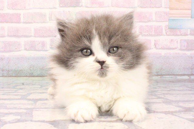 大阪府のブリティッシュロングヘアー (Coo&RIKU心斎橋店/2025年11月26日生まれ/女の子/ブルーホワイト)の子猫の1枚目の画像