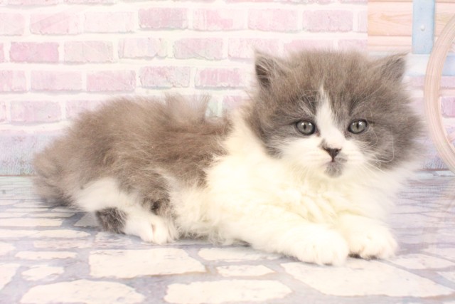 大阪府のブリティッシュロングヘアー (Coo&RIKU心斎橋店/2025年11月26日生まれ/女の子/ブルーホワイト)の子猫の2枚目の画像