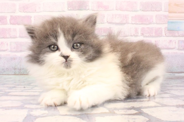 大阪府のブリティッシュロングヘアー (Coo&RIKU心斎橋店/2025年11月26日生まれ/女の子/ブルーホワイト)の子猫の3枚目の画像
