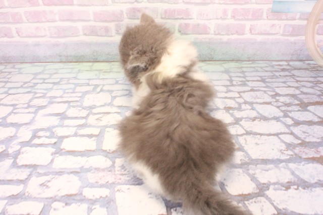 大阪府のブリティッシュロングヘアー (Coo&RIKU心斎橋店/2025年11月26日生まれ/女の子/ブルーホワイト)の子猫の4枚目の画像