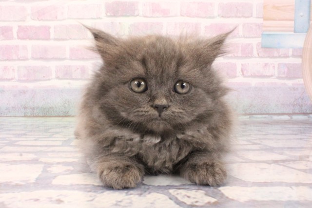 兵庫県のブリティッシュロングヘアー (Coo&RIKU神戸三宮店/2025年12月3日生まれ/男の子/ブルー)の子猫の1枚目の画像