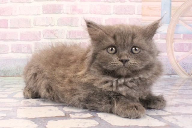 兵庫県のブリティッシュロングヘアー (Coo&RIKU神戸三宮店/2025年12月3日生まれ/男の子/ブルー)の子猫の2枚目の画像