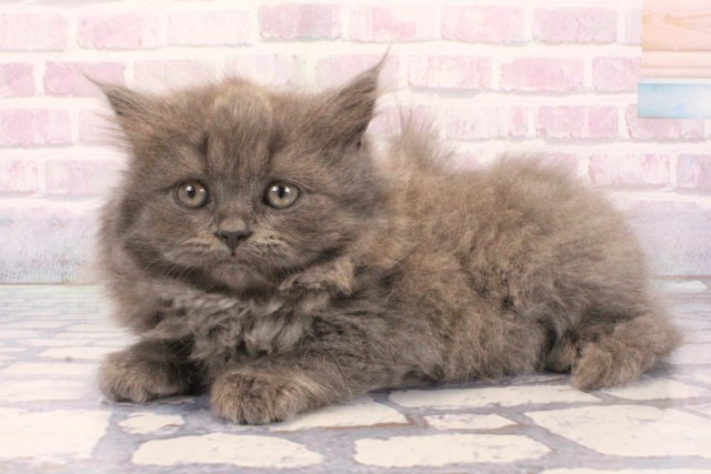 兵庫県のブリティッシュロングヘアー (Coo&RIKU神戸三宮店/2025年12月3日生まれ/男の子/ブルー)の子猫の3枚目の画像