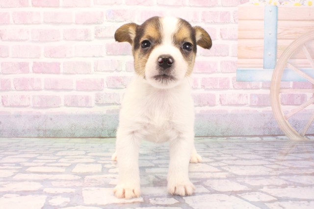 ジャックラッセルテリア