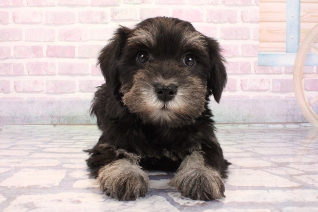 ミニチュア・シュナウザー