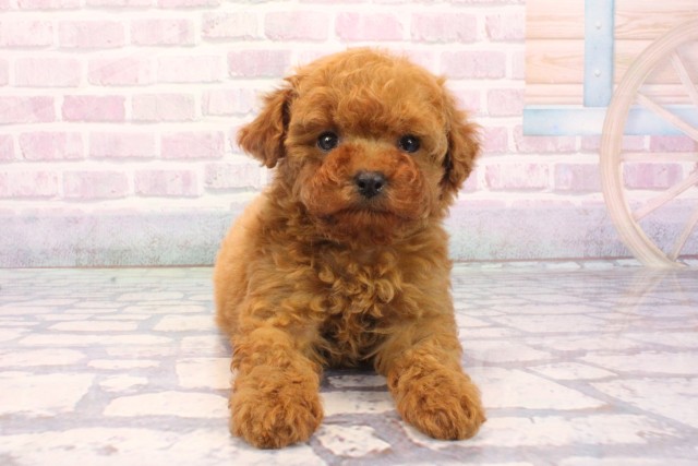 大阪府のトイプードル(トイ) (Coo&RIKU東大阪店/2025年12月4日生まれ/男の子/オレンジフォーン)の子犬の1枚目の画像