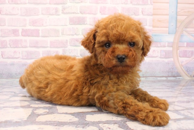 大阪府のトイプードル(トイ) (Coo&RIKU東大阪店/2025年12月4日生まれ/男の子/オレンジフォーン)の子犬の2枚目の画像