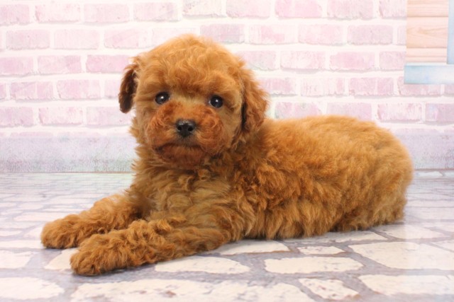 大阪府のトイプードル(トイ) (Coo&RIKU東大阪店/2025年12月4日生まれ/男の子/オレンジフォーン)の子犬の3枚目の画像