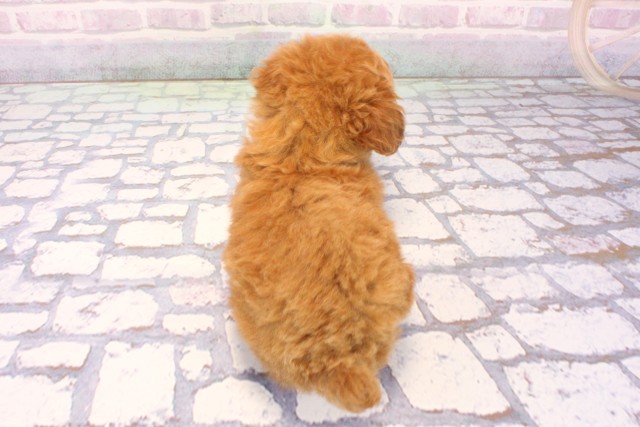 大阪府のトイプードル(トイ) (Coo&RIKU東大阪店/2025年12月4日生まれ/男の子/オレンジフォーン)の子犬の4枚目の画像