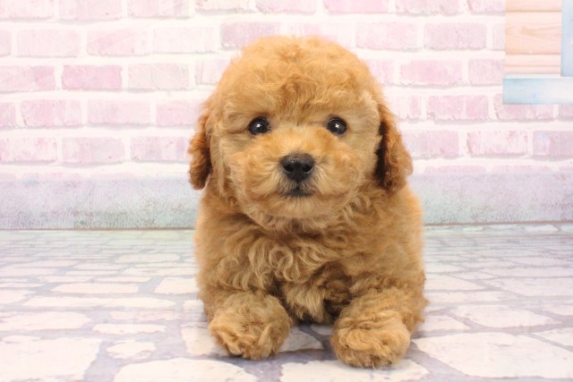 大阪府のトイプードル(トイ) (Coo&RIKU茶屋町店/2025年12月2日生まれ/男の子/オレンジフォーン)の子犬の1枚目の画像