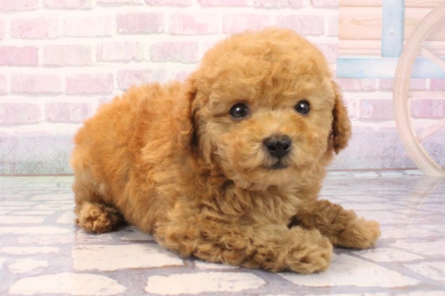 大阪府のトイプードル(トイ) (Coo&RIKU茶屋町店/2025年12月2日生まれ/男の子/オレンジフォーン)の子犬の2枚目の画像