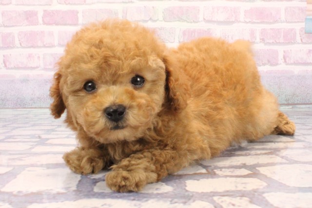 大阪府のトイプードル(トイ) (Coo&RIKU茶屋町店/2025年12月2日生まれ/男の子/オレンジフォーン)の子犬の3枚目の画像