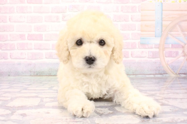 大阪府のトイプードル(トイ) (Coo&RIKU寝屋川店/2025年12月1日生まれ/女の子/ホワイト)の子犬の1枚目の画像