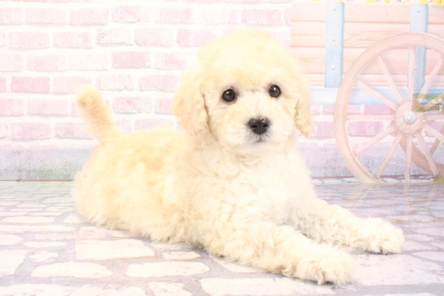 大阪府のトイプードル(トイ) (Coo&RIKU寝屋川店/2025年12月1日生まれ/女の子/ホワイト)の子犬の2枚目の画像
