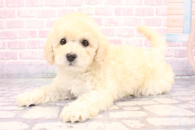 大阪府のトイプードル(トイ) (Coo&RIKU寝屋川店/2025年12月1日生まれ/女の子/ホワイト)の子犬の3枚目の画像
