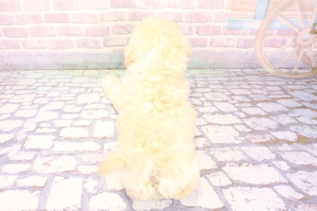 大阪府のトイプードル(トイ) (Coo&RIKU寝屋川店/2025年12月1日生まれ/女の子/ホワイト)の子犬の4枚目の画像