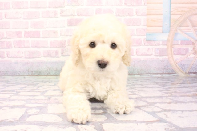 兵庫県のトイプードル(トイ) (Coo&RIKU丹波店/2025年12月1日生まれ/男の子/ホワイト)の子犬の1枚目の画像