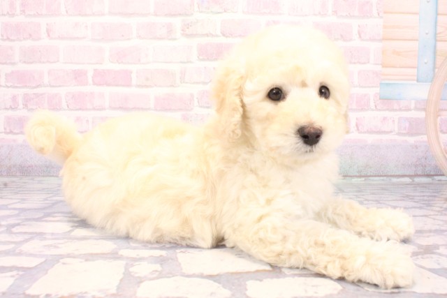 兵庫県のトイプードル(トイ) (Coo&RIKU丹波店/2025年12月1日生まれ/男の子/ホワイト)の子犬の2枚目の画像