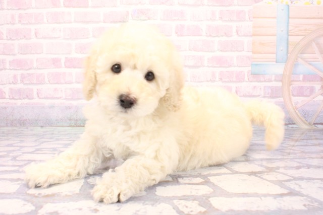 兵庫県のトイプードル(トイ) (Coo&RIKU丹波店/2025年12月1日生まれ/男の子/ホワイト)の子犬の3枚目の画像