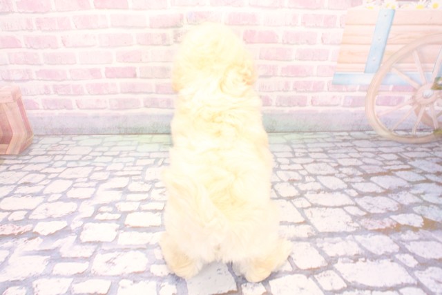 兵庫県のトイプードル(トイ) (Coo&RIKU丹波店/2025年12月1日生まれ/男の子/ホワイト)の子犬の4枚目の画像