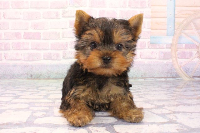 ヨークシャーテリア