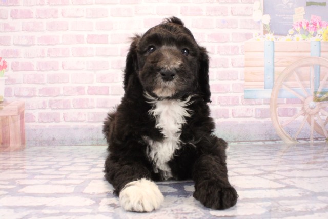 スタンダードプードル