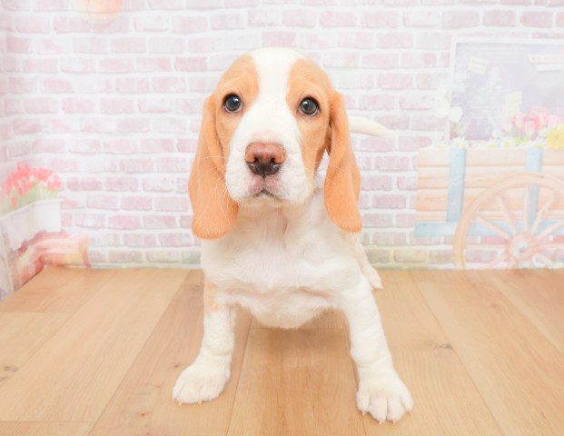 福島県のビーグル (Coo&RIKU郡山店/2025年12月2日生まれ/男の子/レモンホワイト)の子犬の1枚目の画像