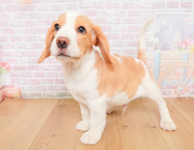 福島県のビーグル (Coo&RIKU郡山店/2025年12月2日生まれ/男の子/レモンホワイト)の子犬の2枚目の画像