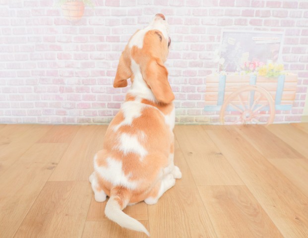 福島県のビーグル (Coo&RIKU郡山店/2025年12月2日生まれ/男の子/レモンホワイト)の子犬の4枚目の画像