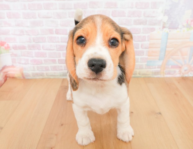 宮城県のビーグル (Coo&RIKU石巻店/2025年12月2日生まれ/女の子/ブラックタンホワイト)の子犬の1枚目の画像