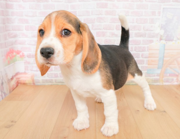 宮城県のビーグル (Coo&RIKU石巻店/2025年12月2日生まれ/女の子/ブラックタンホワイト)の子犬の2枚目の画像