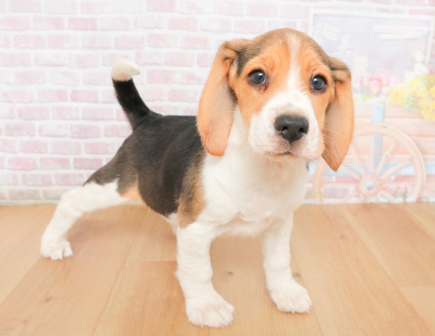 宮城県のビーグル (Coo&RIKU石巻店/2025年12月2日生まれ/女の子/ブラックタンホワイト)の子犬の3枚目の画像