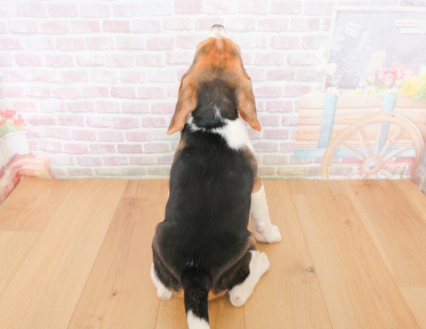 宮城県のビーグル (Coo&RIKU石巻店/2025年12月2日生まれ/女の子/ブラックタンホワイト)の子犬の4枚目の画像