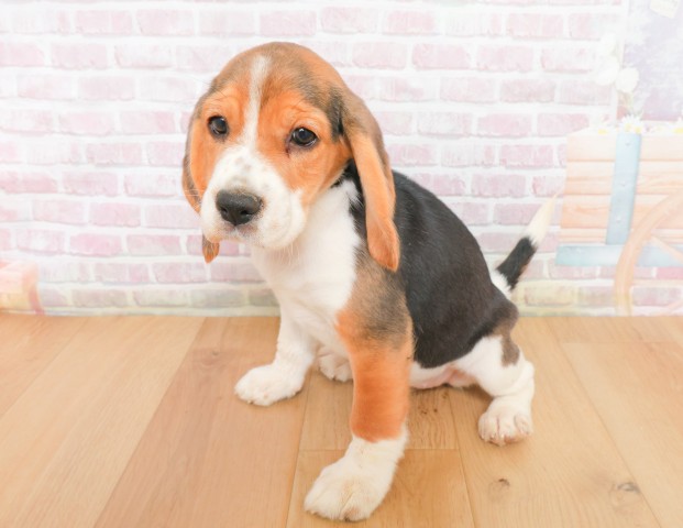 宮城県のビーグル (Coo&RIKU仙台太白店/2025年12月2日生まれ/女の子/ブラックタンホワイト)の子犬の2枚目の画像