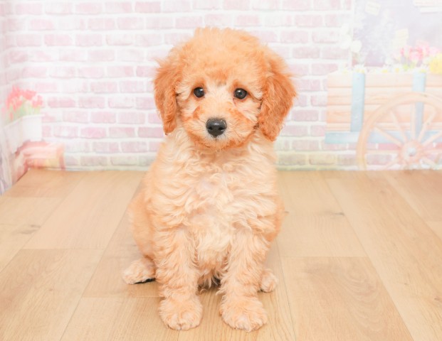 福島県のトイプードル(トイ) (Coo&RIKU福島店/2025年12月7日生まれ/男の子/レッド)の子犬の1枚目の画像