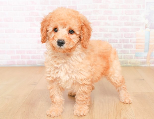 福島県のトイプードル(トイ) (Coo&RIKU福島店/2025年12月7日生まれ/男の子/レッド)の子犬の2枚目の画像