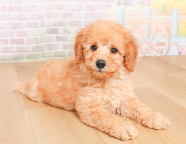 福島県のトイプードル(トイ) (Coo&RIKU福島店/2025年12月7日生まれ/男の子/レッド)の子犬の3枚目の画像