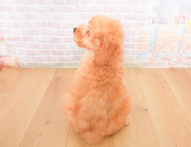 福島県のトイプードル(トイ) (Coo&RIKU福島店/2025年12月7日生まれ/男の子/レッド)の子犬の4枚目の画像