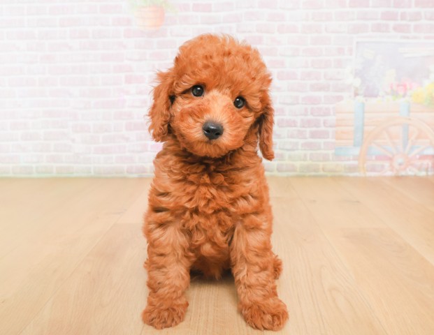 福島県のトイプードル(トイ) (Coo&RIKU郡山店/2025年12月7日生まれ/男の子/レッド)の子犬の1枚目の画像