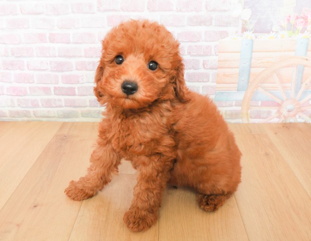 福島県のトイプードル(トイ) (Coo&RIKU郡山店/2025年12月7日生まれ/男の子/レッド)の子犬の2枚目の画像