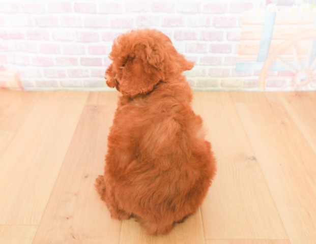 福島県のトイプードル(トイ) (Coo&RIKU郡山店/2025年12月7日生まれ/男の子/レッド)の子犬の4枚目の画像