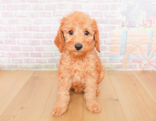 福島県のトイプードル(トイ) (Coo&RIKUいわき店/2025年12月7日生まれ/男の子/レッド)の子犬の1枚目の画像