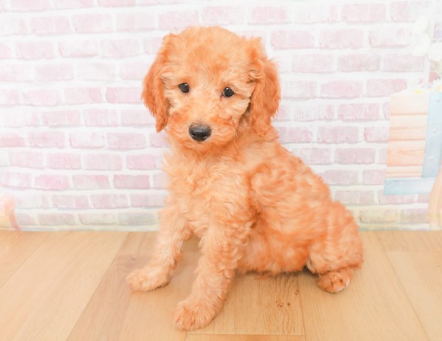 福島県のトイプードル(トイ) (Coo&RIKUいわき店/2025年12月7日生まれ/男の子/レッド)の子犬の2枚目の画像